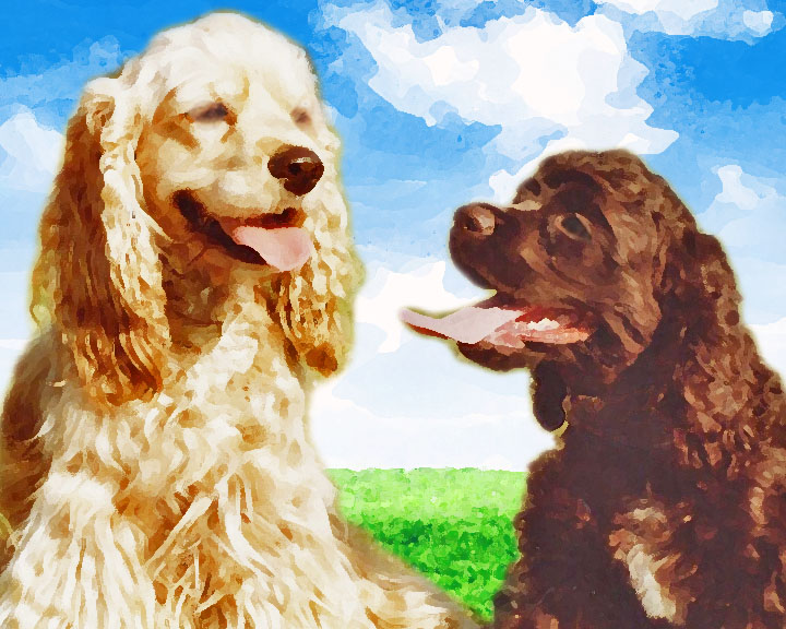 custom pet portrait cocker spaniels