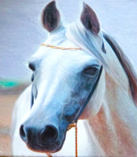Arabian horse custom pet portrait