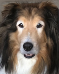 collie custom pet portrait