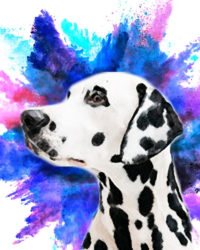 dalmatian custom pet portrait