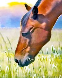 painted horse eating grass